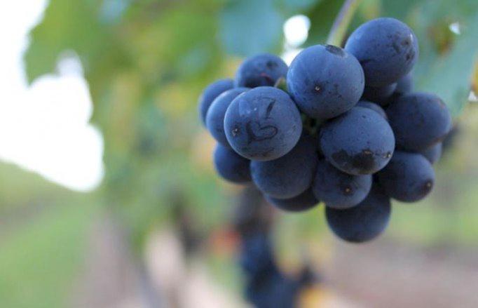 Winzerhotel Kinges-Kessel Morstadt Εξωτερικό φωτογραφία