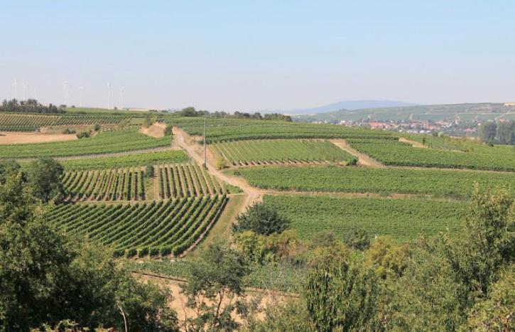 Winzerhotel Kinges-Kessel Morstadt Εξωτερικό φωτογραφία